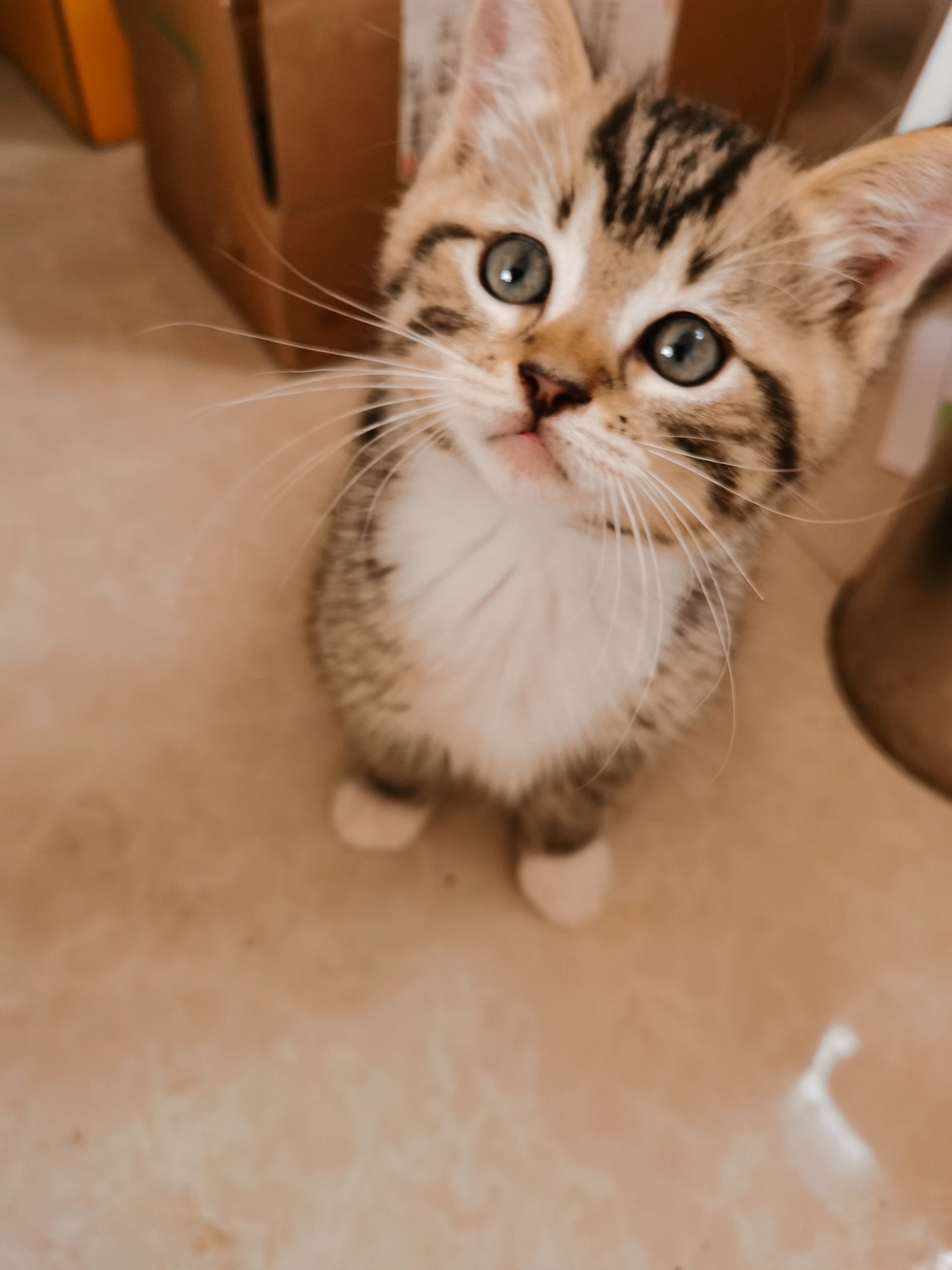 有暹罗猫，另外还有一只三脚猫可以送